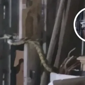 CBMSC captura cobra em residência de Florianópolis