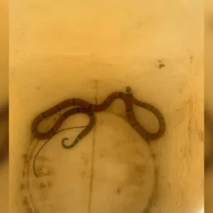 Foto: CBMSC/Reprodução