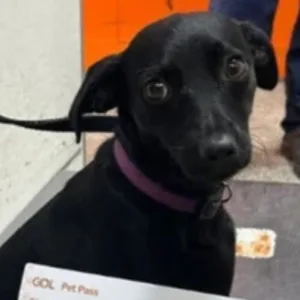 Cachorra invade pista e suspende operações em aeroporto | Foto: Reprodução/SBT News