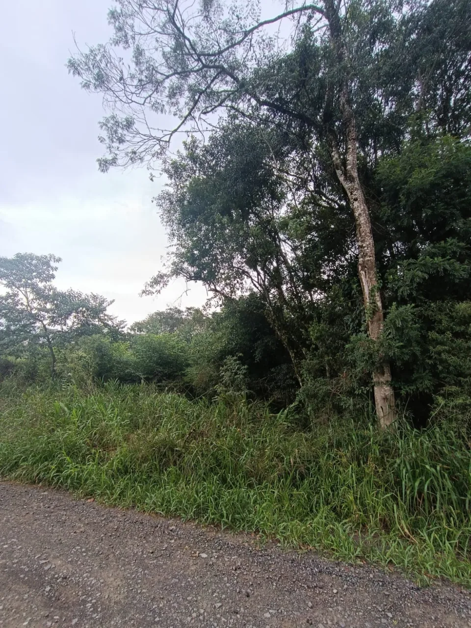 Cachorro é morto com golpes de pá no Norte de SC