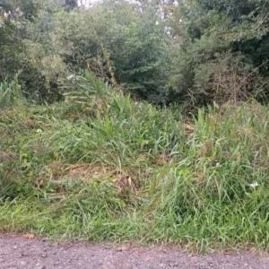 Cachorro é morto com golpes de pá no Norte de SC