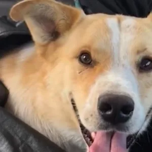 Cão comunitário é atropelado em posto de combustíveis em Lages | Foto: Reprodução