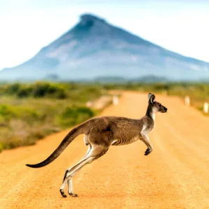 Carne de canguru Cinco curiosidades sobre a Austrália que você precisa saber