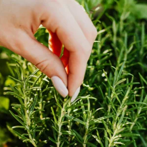 Cheiro de gordura na cozinha Conheça ervas que eliminam o odor