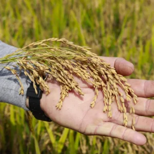 Colheita do arroz avança em SC, mas crise de preços pressiona produtores