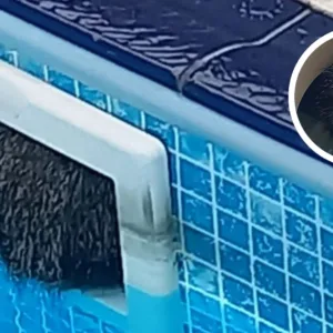 Cotia fica presa em piscina e é resgatada pelos bombeiros em SC | Foto: CBMSC | Reprodução