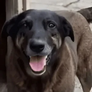 Decreto 'Cão Orelha' prevê multas de até R$ 1 milhão por maus-tratos a animais