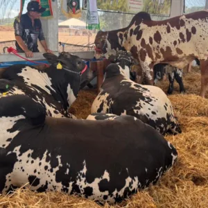 Elite do gado de corte disputa nacional na ExpoFemi | Foto: Divulgação