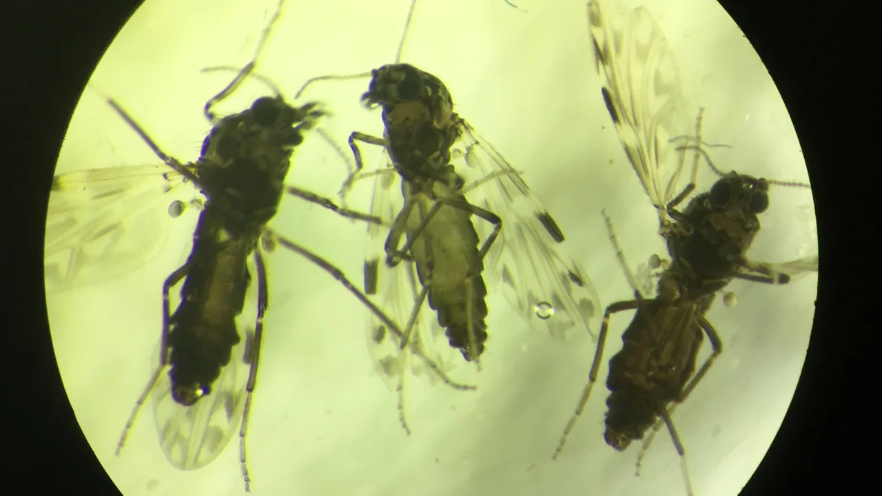 Estudo afirma que Oropouche infectou 5,5 milhões no Brasil