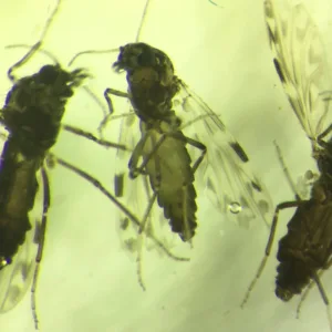 Estudo afirma que Oropouche infectou 5,5 milhões no Brasil