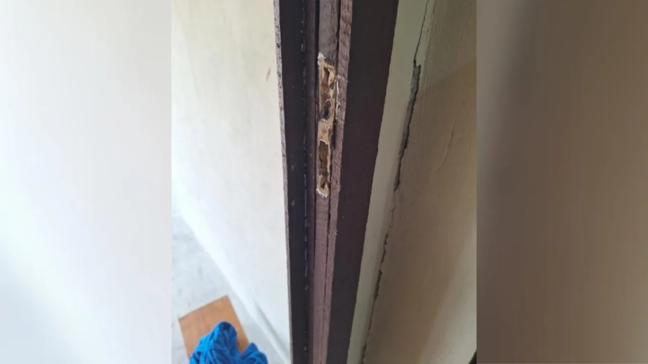 Homem agride mulher grávida e arremessa gato contra a parede em SC