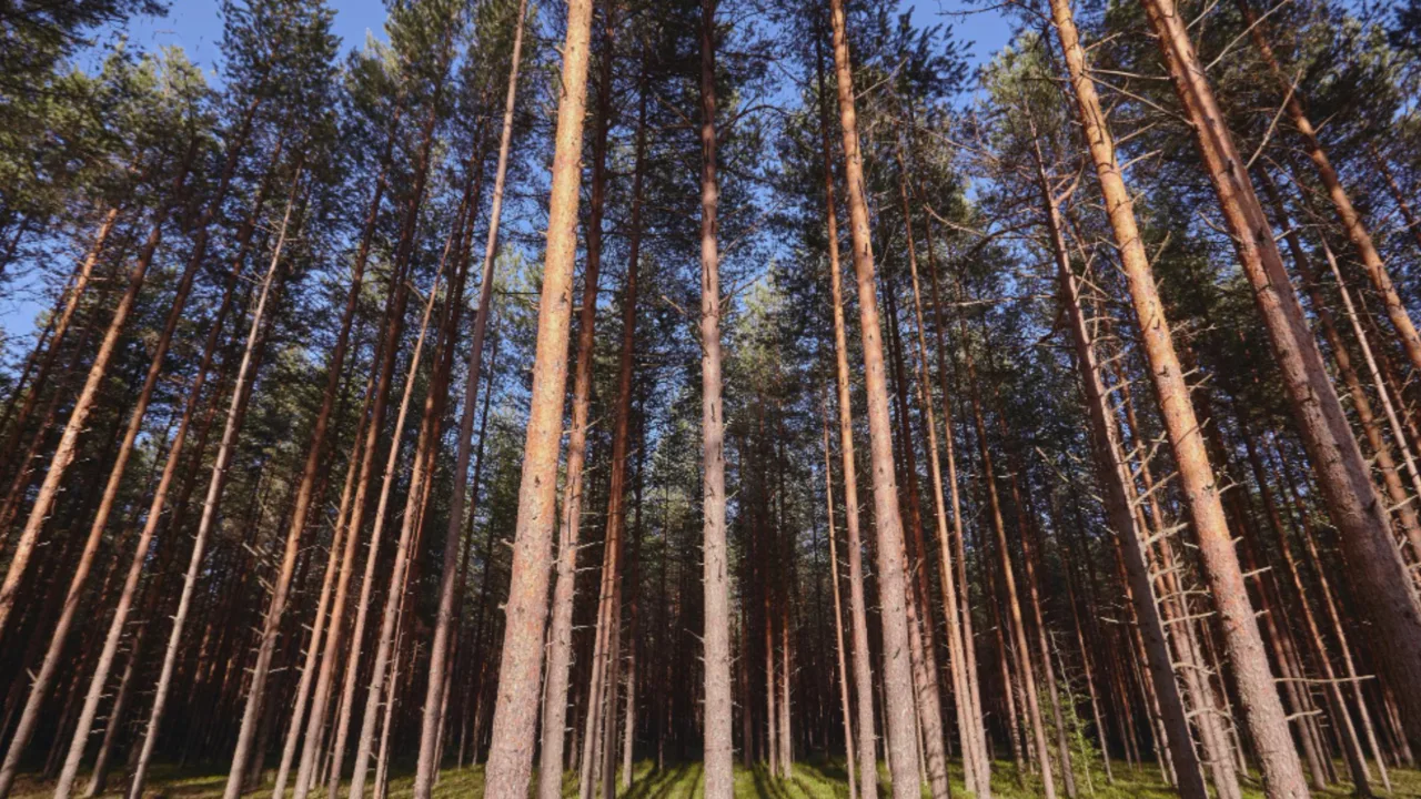 Homem morre após ser atingido por árvore no Norte de SC