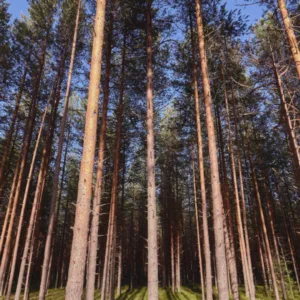 Foto: Freepik/Reprodução