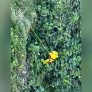 Homem salta de precipício para escapar de ataque de abelhas