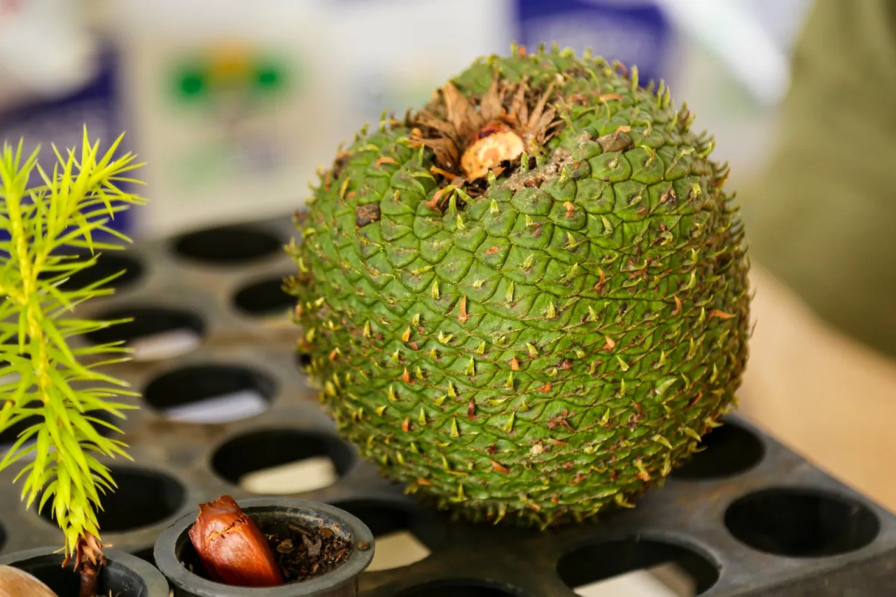 Lages realiza abertura oficial da Colheita do Pinhão