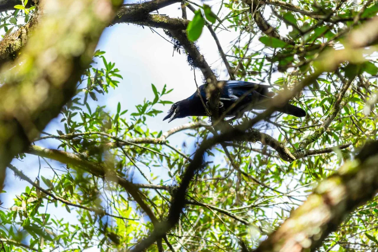 Lages realiza abertura oficial da Colheita do Pinhão