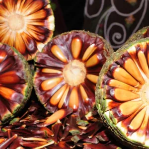 Lages realiza abertura oficial da Colheita do Pinhão | Foto: Prefeitura de Lages