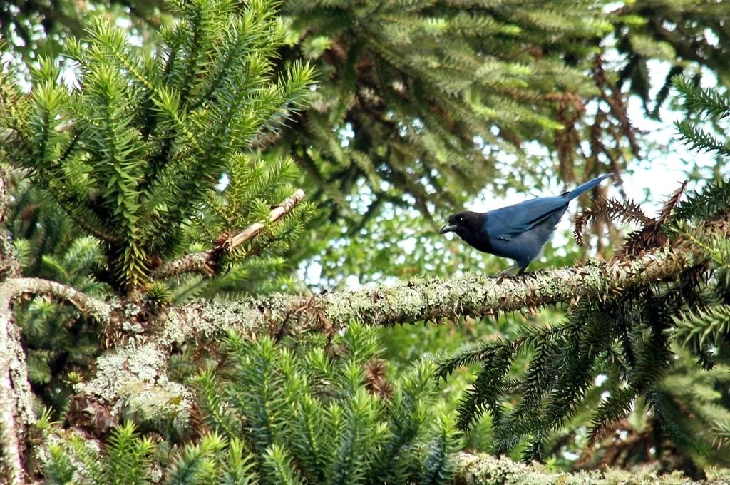 Lages realiza abertura oficial da Colheita do Pinhão