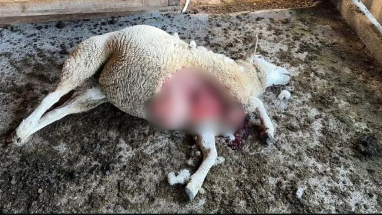 Leão-baio é flagrado após ataque a ovelhas em Bom Jardim da Serra