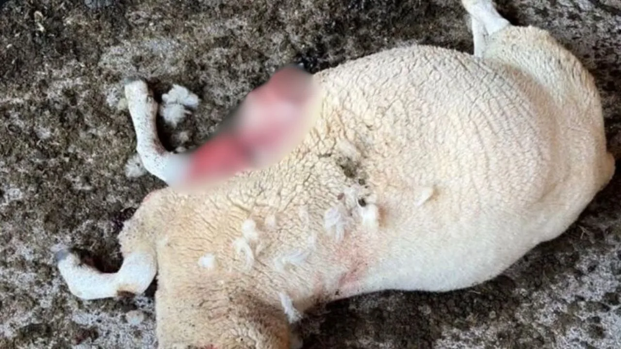 Leão-baio é flagrado após ataque a ovelhas em Bom Jardim da Serra