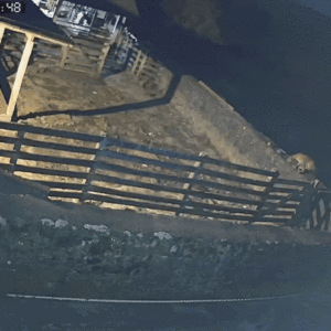 Leão-baio é flagrado após ataque a ovelhas em Bom Jardim da Serra | Imagem: Benito Sbruzzi