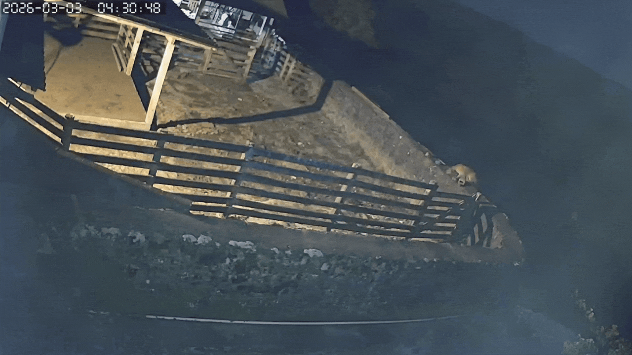 Puma foi registrado por câmeras de monitoramento na madrugada desta terça-feira em fazenda na Serra