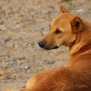 MPSC cobra aplicação de plano de bem-estar animal em Otacílio Costa | Imagem ilustrativa