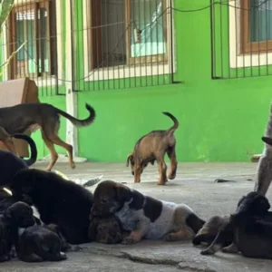 PC resgata 28 cães de maus-tratos em Florianópolis | Foto: divulgação/ PCSC 