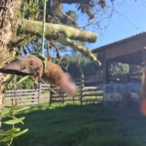 PMA flagra posse ilegal de arma e indícios de caça em Cerro Negro | Foto: reprodução