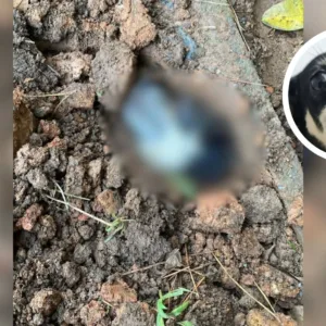 Cadela enterrada viva em Joinville se recupera e ganha novo lar