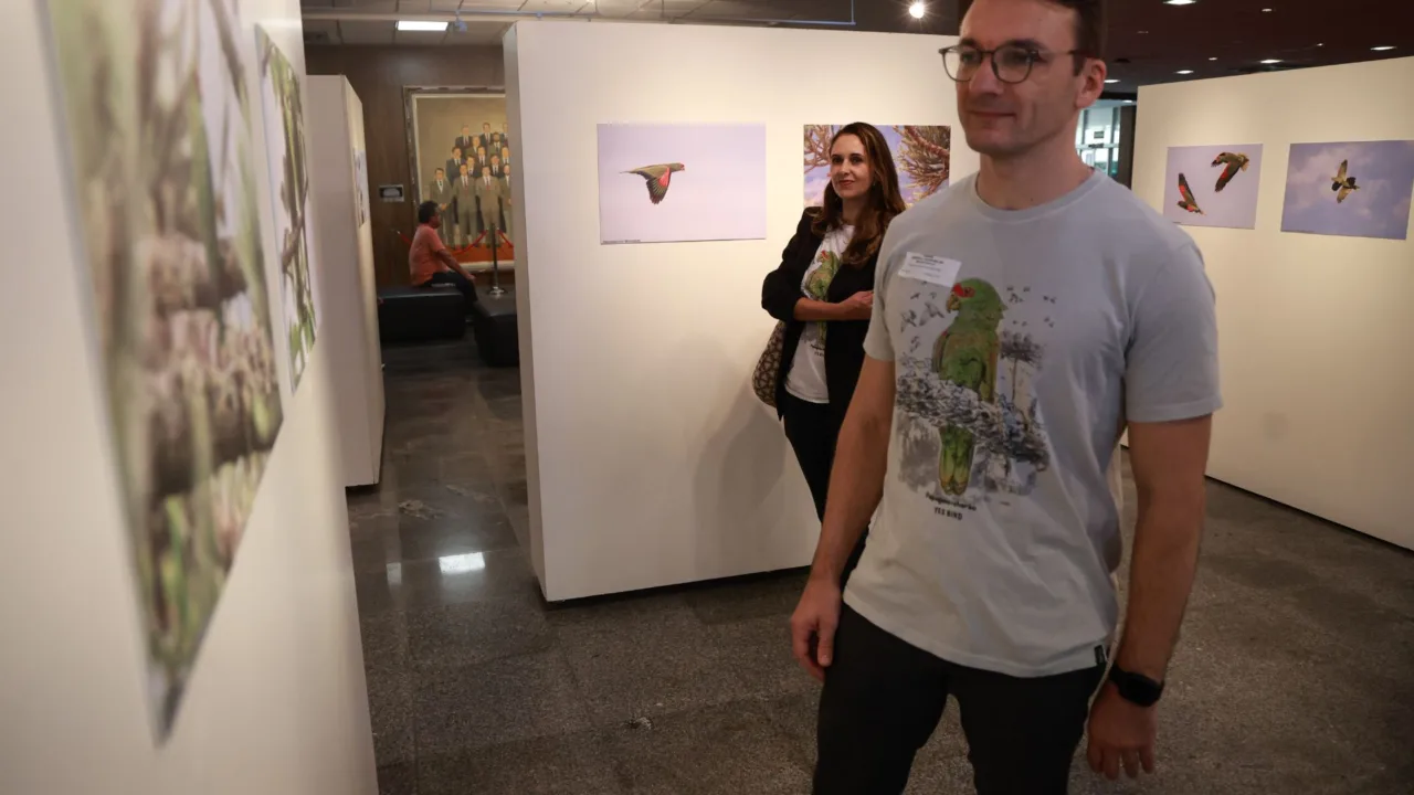 Exposição antecipa Festival dos Papagaios em Urupema .| Foto: Daniel Conzi/Agência Alesc