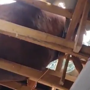 Boi sobe em telhado e fica preso após estrutura ceder em SC