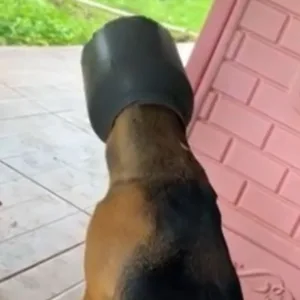 VÍDEO: bombeiros resgatam cachorro com a cabeça presa em leiteira