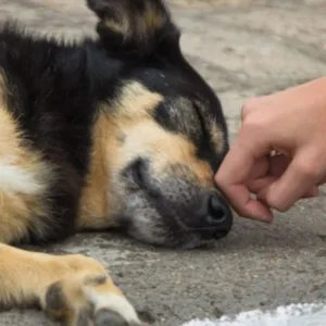 Projeto aumenta penas por crueldade contra animais. | Foto:  Bruno Collaço/Agência Alesc/Reprodução