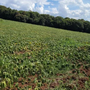 Quatro municípios da região dos Lagos decretam emergência