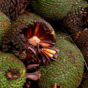 Safra de pinhão deve ter queda de até 35% em 2026 | Foto: Márcio Ramos