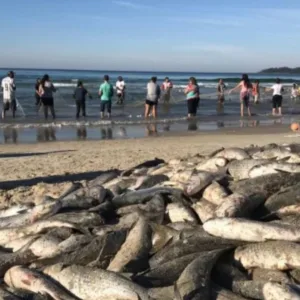 Abertura da safra da tainha começa nesta quinta (30) em Florianópolis.| Foto: Divulgação GOV SC / Reprodução