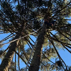 Acidentes na colheita do pinhão acendem alerta na Serra