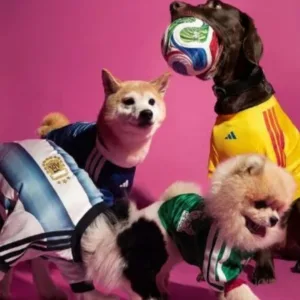 Adidas lança camisas da Copa do Mundo de 2026 para cães