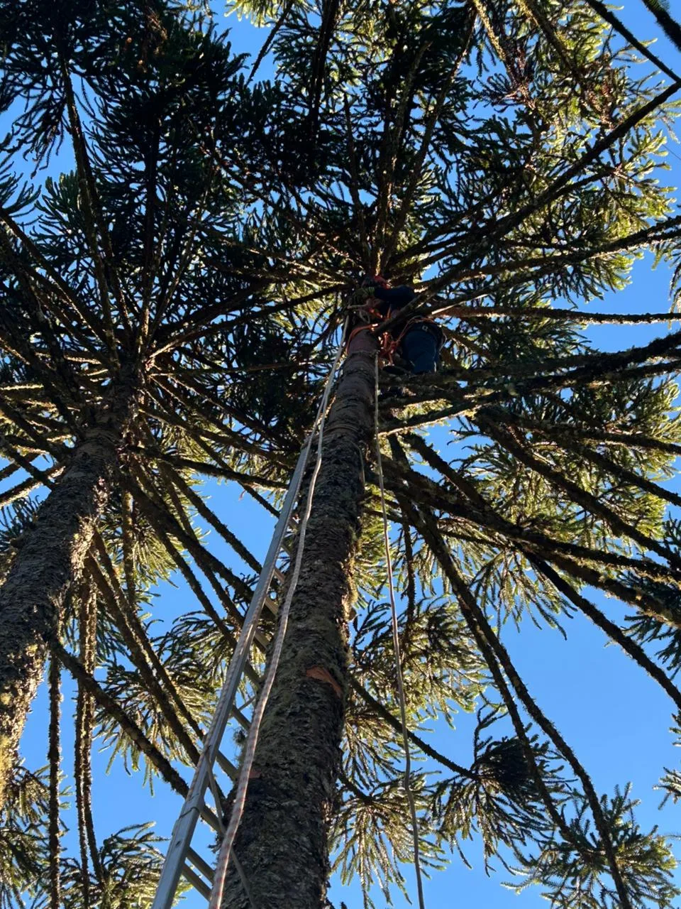 Adolescente sofre choque elétrico ao colher pinhão em SC