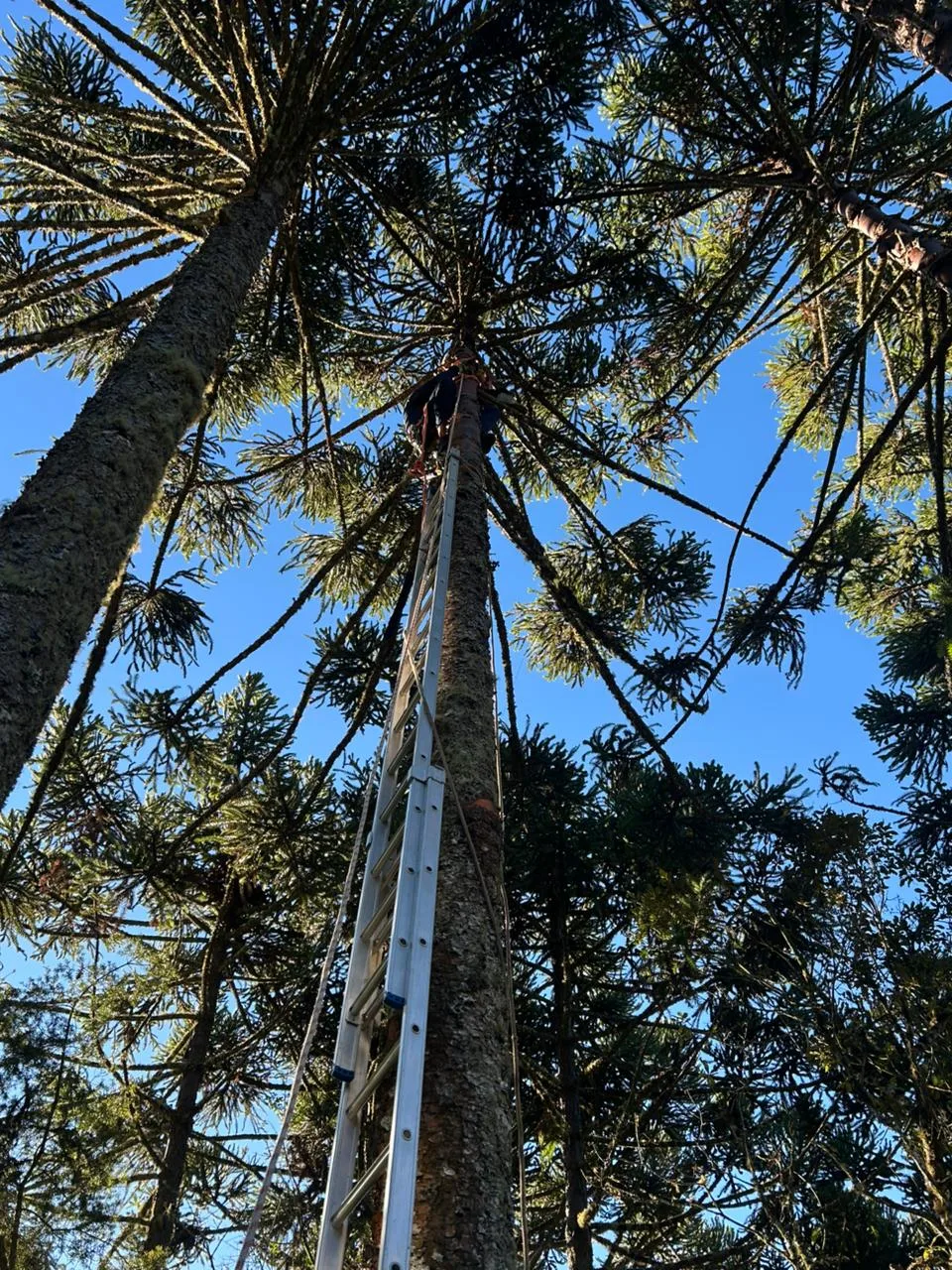Adolescente sofre choque elétrico ao colher pinhão em SC