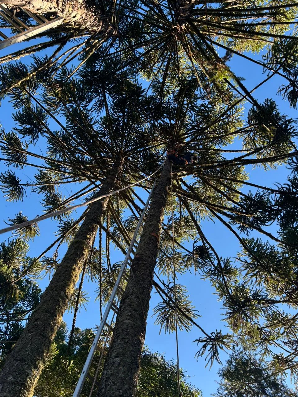 Adolescente sofre choque elétrico ao colher pinhão em SC