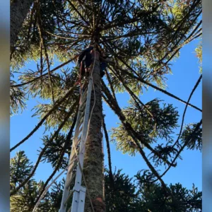 Adolescente sofre choque elétrico ao colher pinhão em SC