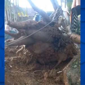 Agricultor de Schroeder colhe mandioca gigante, de quase 88kg