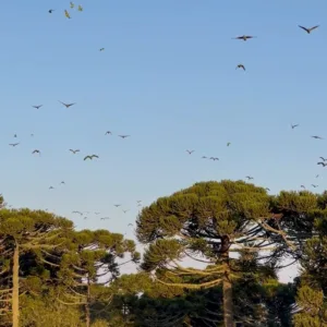 Balé no céu, revoada de Papagaios-Charão encanta Urupema