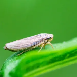 Bilhões em risco: a praga que devora o milho no Brasil | Foto: Divulgação