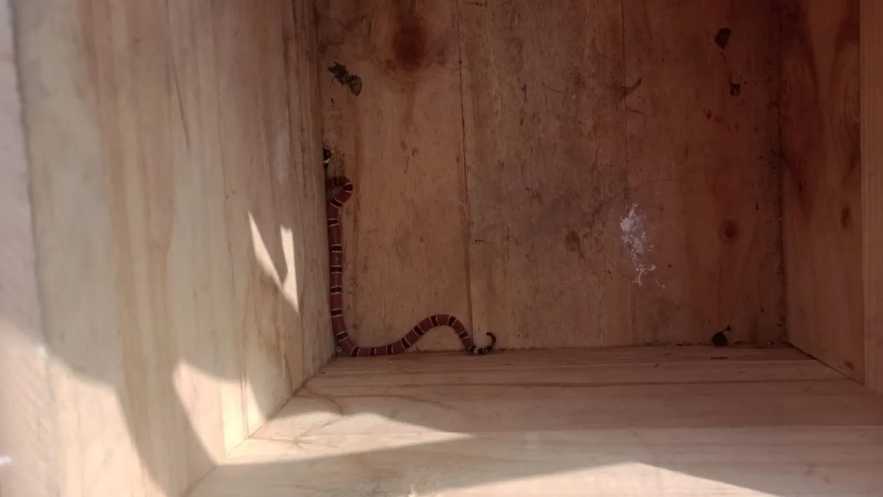 Bombeiros retiram cobra venenosa encontrada dentro de casa em SC