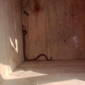 Bombeiros retiram cobra venenosa encontrada dentro de casa em SC