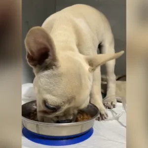 Cadela ingere pedras de crack Joinville