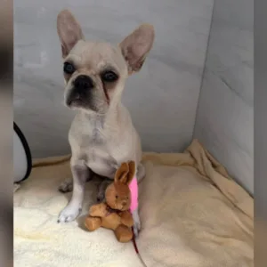 Cadela que ingeriu 55 pedras de crack em SC tem piora; entenda